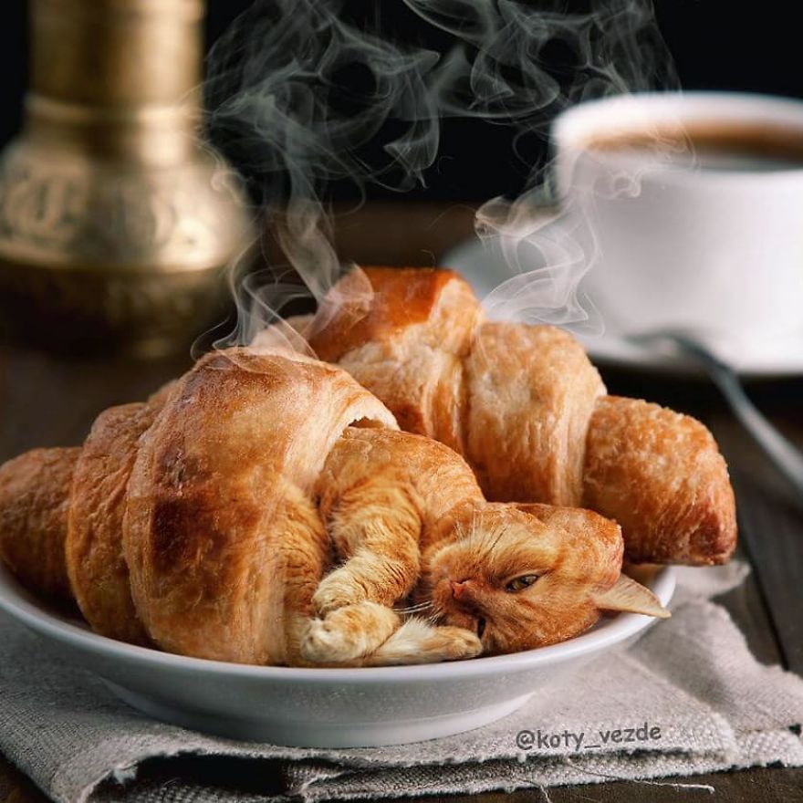 Animals-Photoshopped-Cats-Koty-Vezde