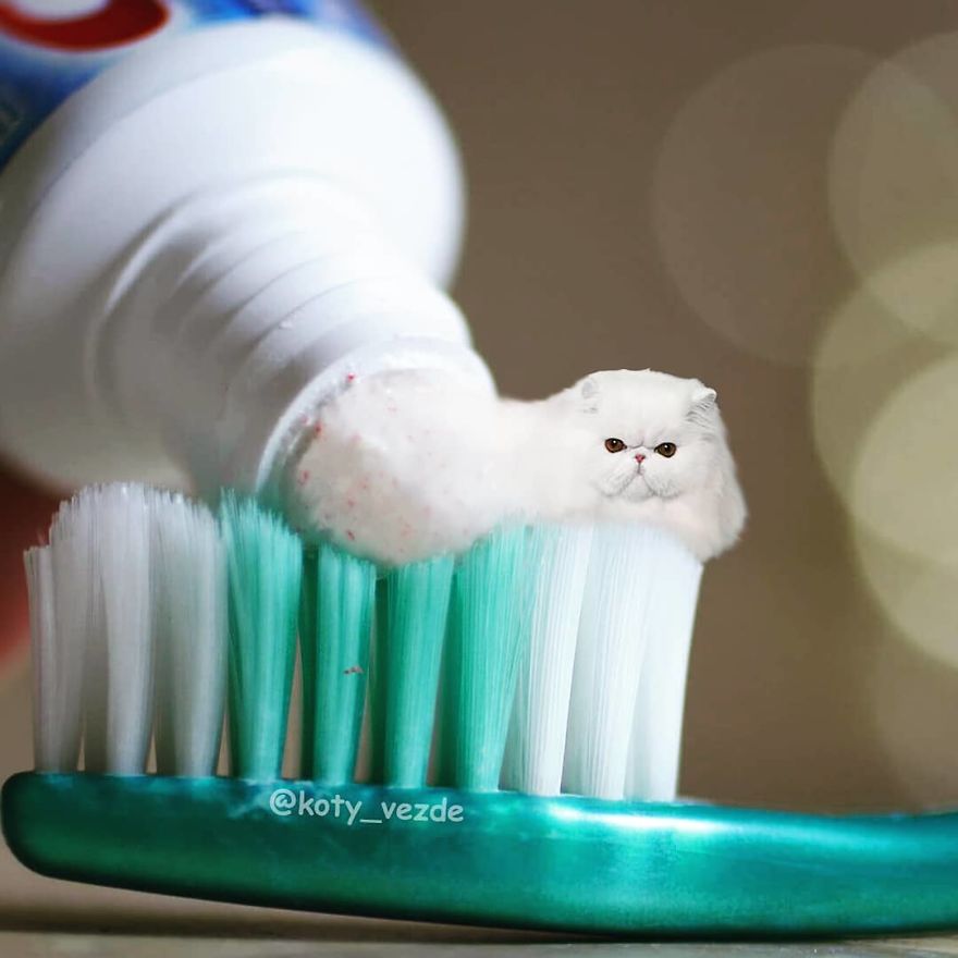 Animals-Photoshopped-Cats-Koty-Vezde