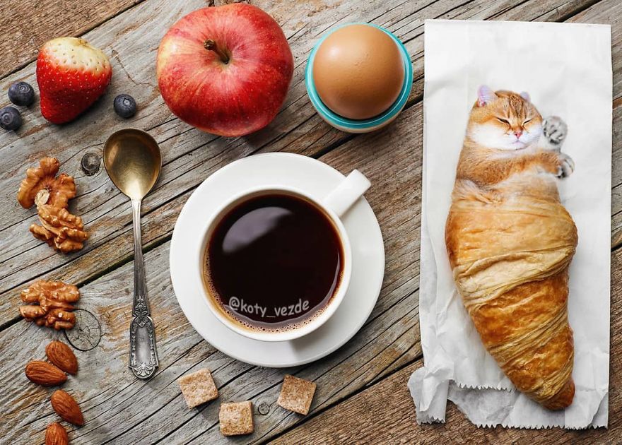 Animals-Photoshopped-Cats-Koty-Vezde