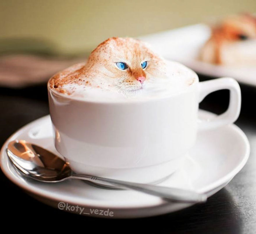 Animals-Photoshopped-Cats-Koty-Vezde