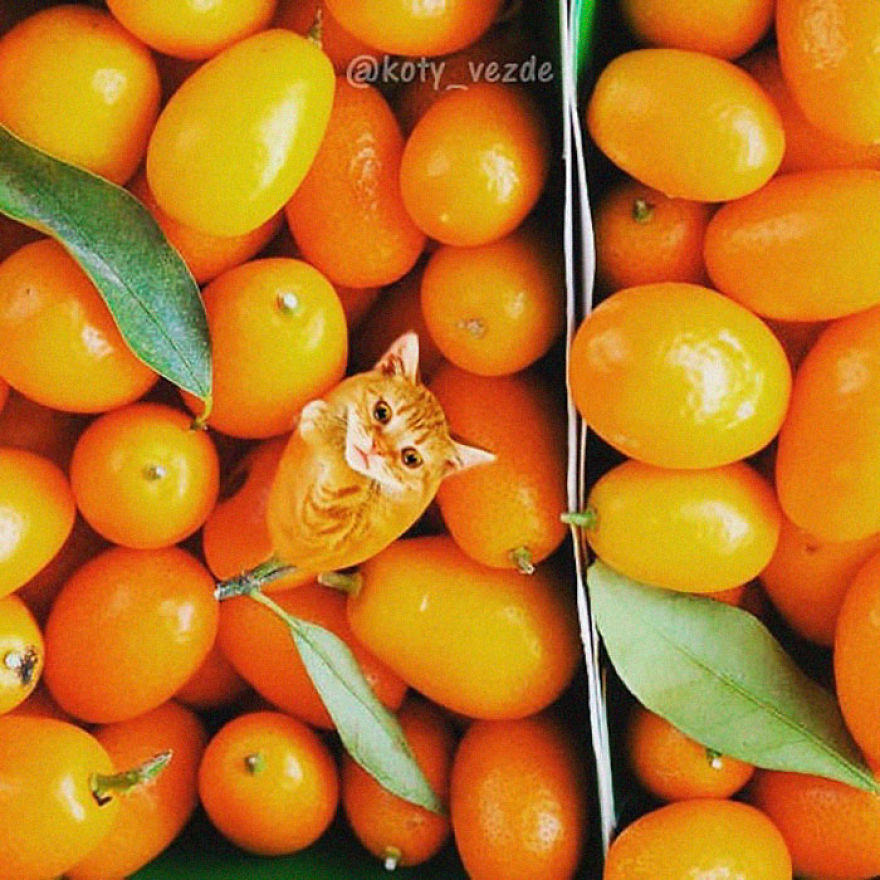 Animals-Photoshopped-Cats-Koty-Vezde