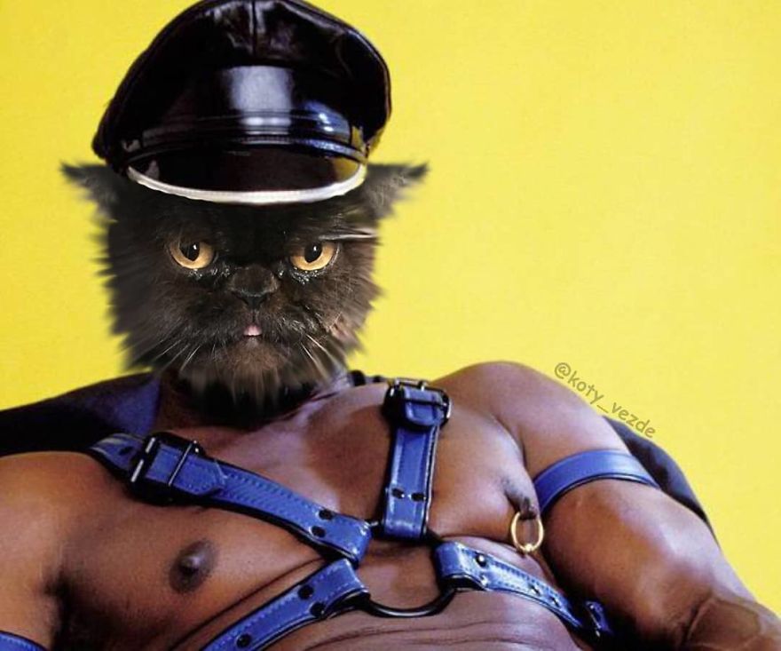 Animals-Photoshopped-Cats-Koty-Vezde
