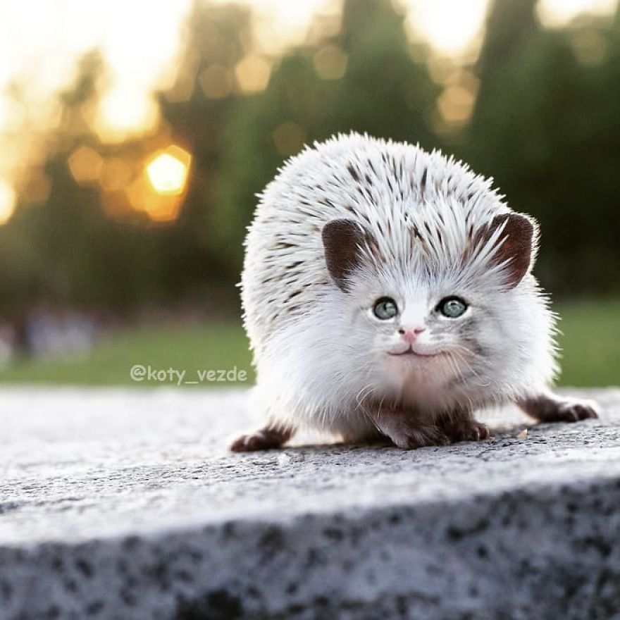 Animals-Photoshopped-Cats-Koty-Vezde