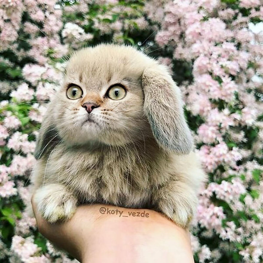 Animals-Photoshopped-Cats-Koty-Vezde