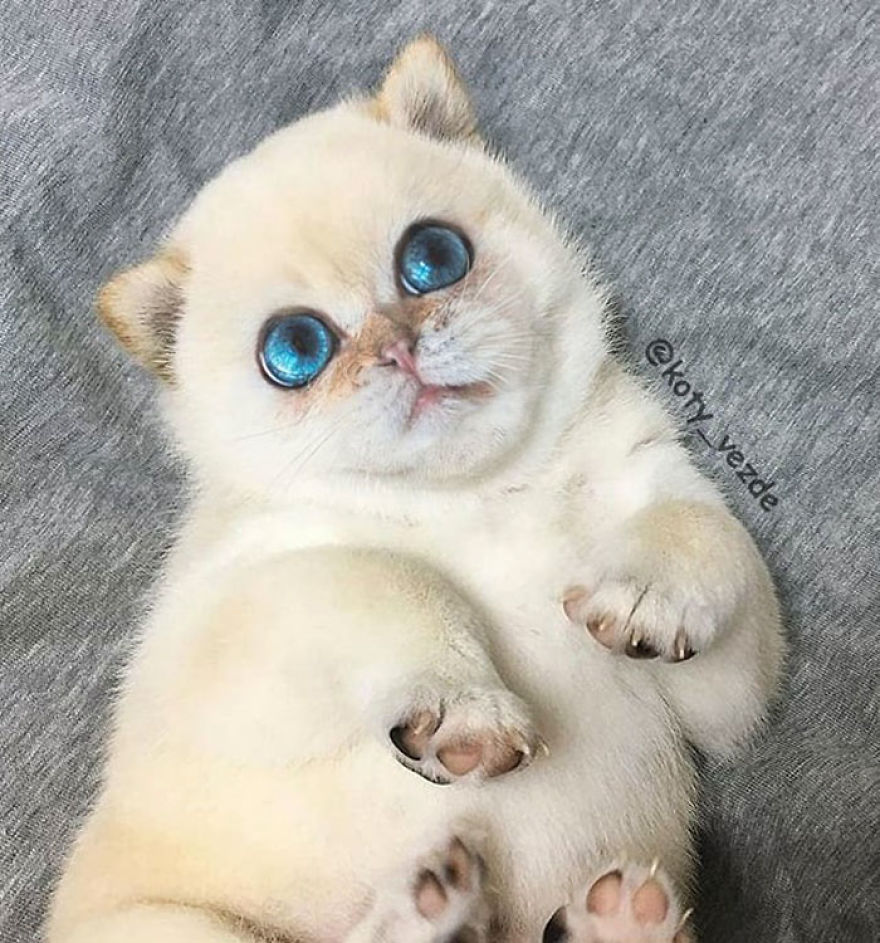 Animals-Photoshopped-Cats-Koty-Vezde