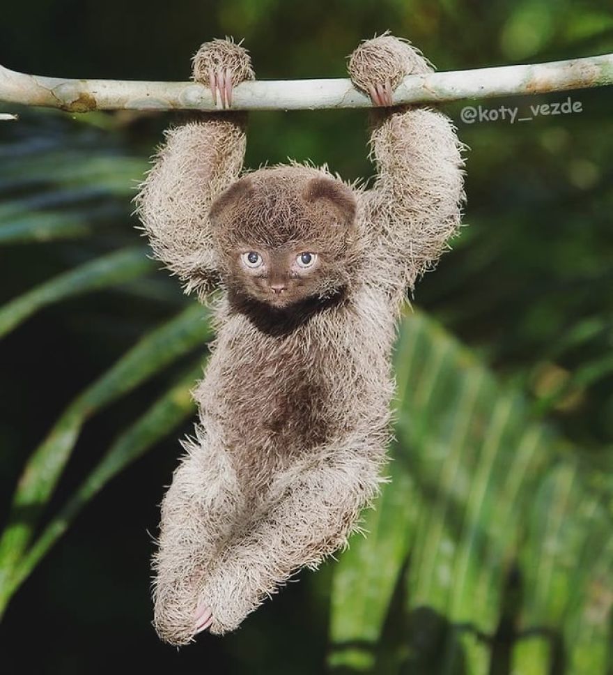 Animals-Photoshopped-Cats-Koty-Vezde