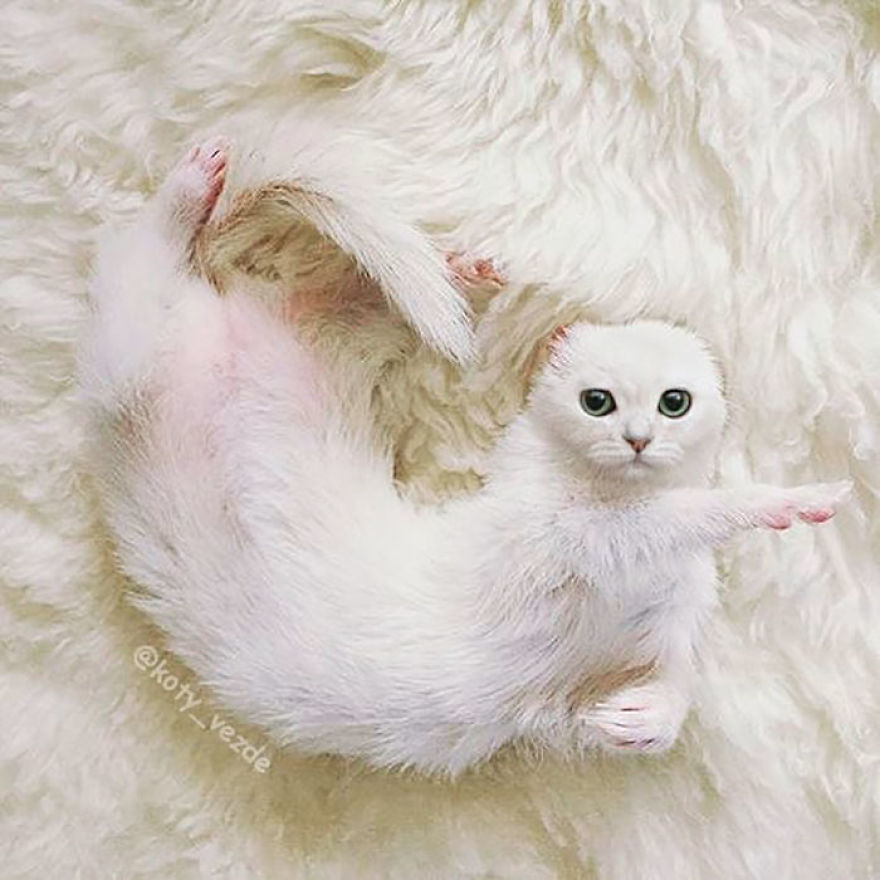 Animals-Photoshopped-Cats-Koty-Vezde