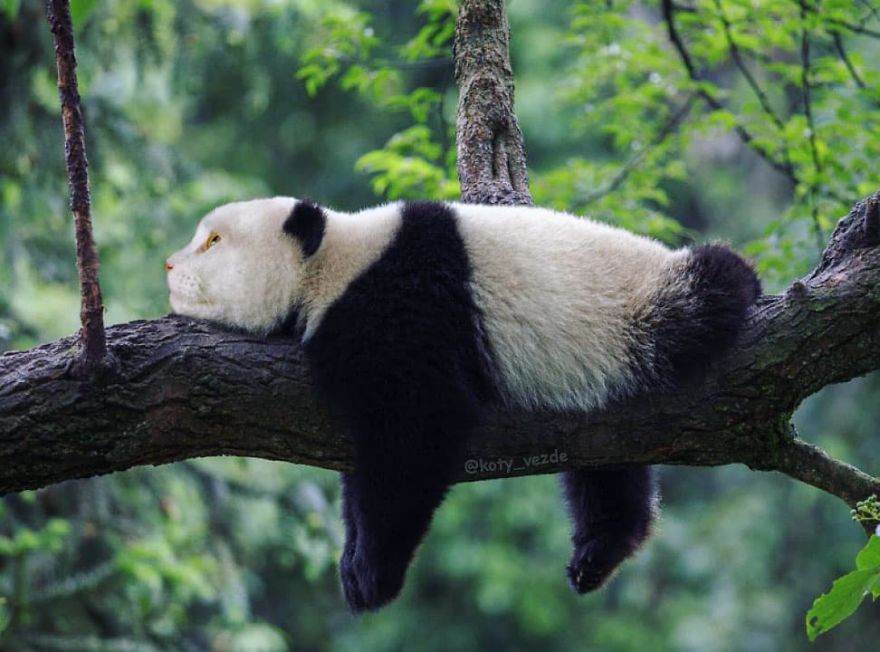 Animals-Photoshopped-Cats-Koty-Vezde