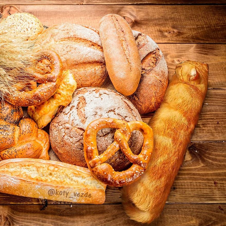 Animals-Photoshopped-Cats-Koty-Vezde