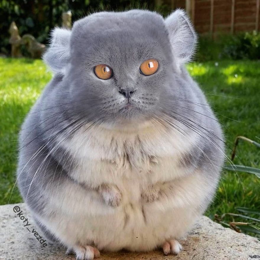 Animals-Photoshopped-Cats-Koty-Vezde