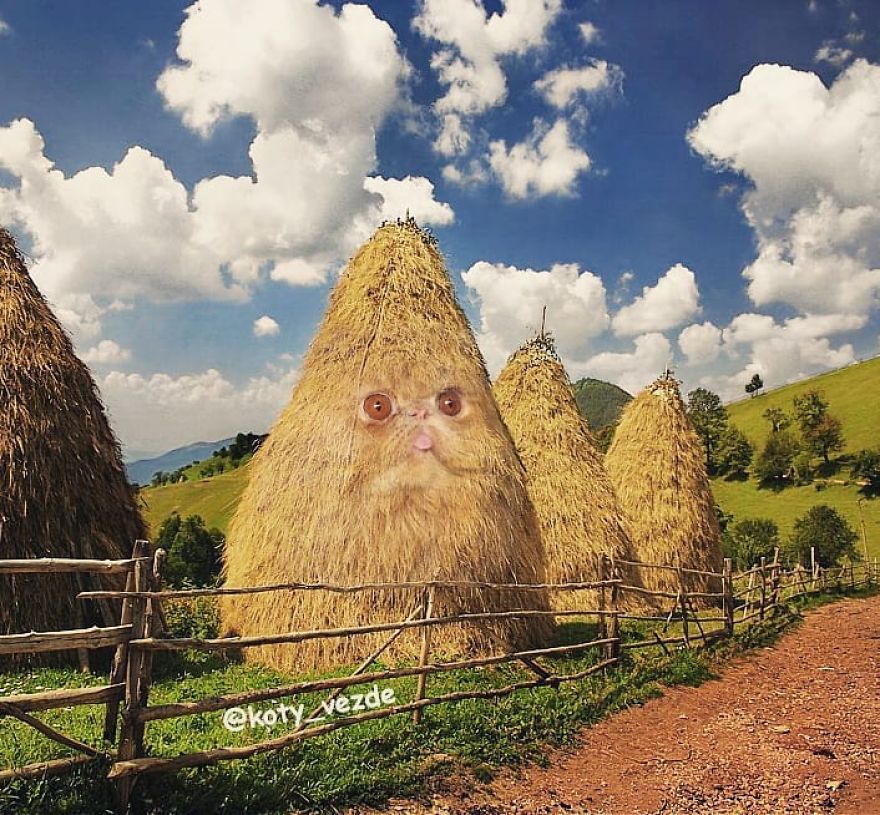 Animals-Photoshopped-Cats-Koty-Vezde