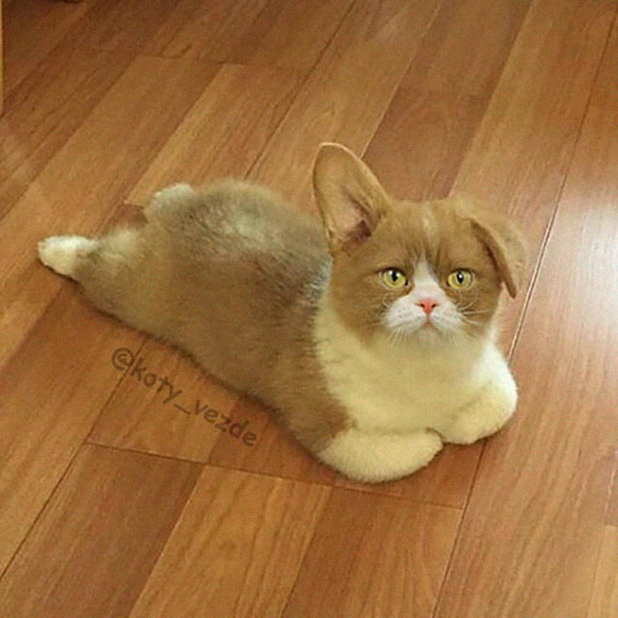 Animals-Photoshopped-Cats-Koty-Vezde