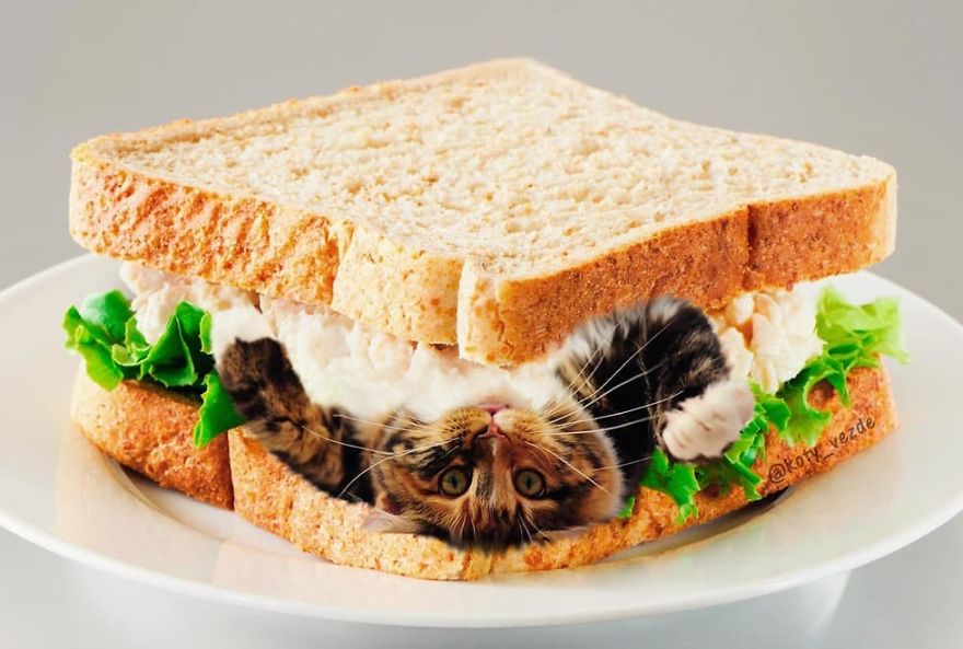 Animals-Photoshopped-Cats-Koty-Vezde