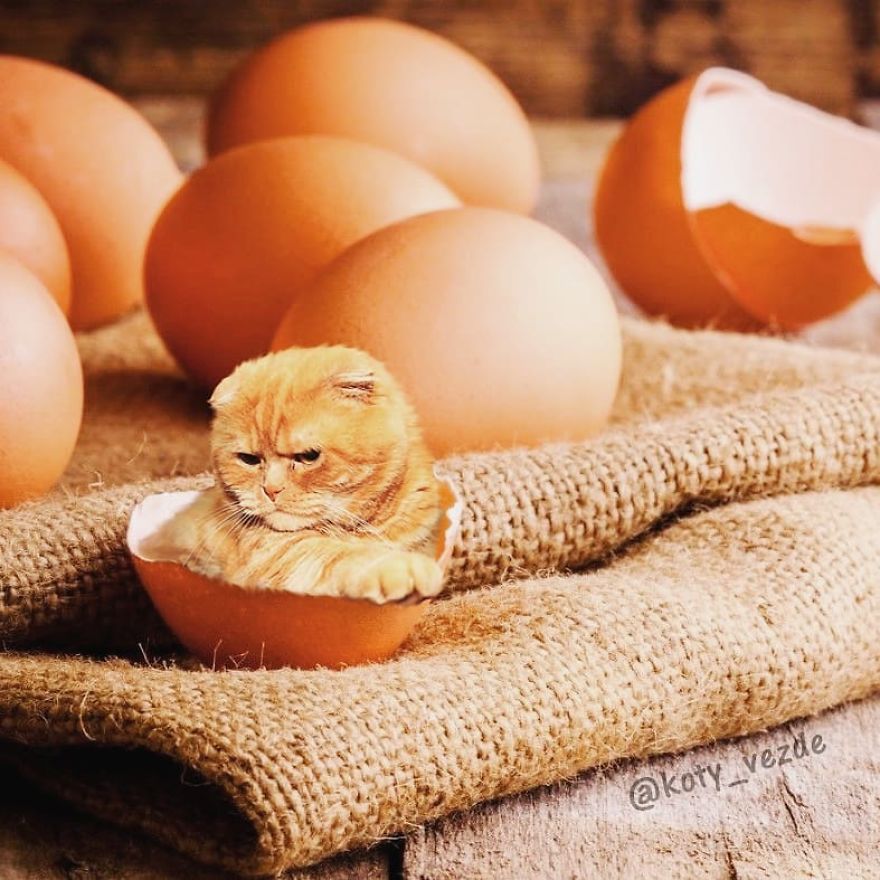 Animals-Photoshopped-Cats-Koty-Vezde