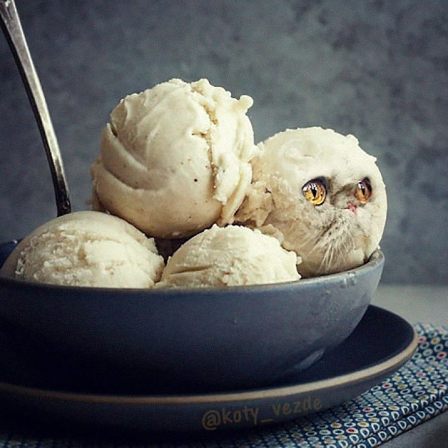 Animals-Photoshopped-Cats-Koty-Vezde