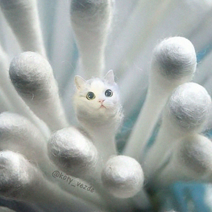 Animals-Photoshopped-Cats-Koty-Vezde