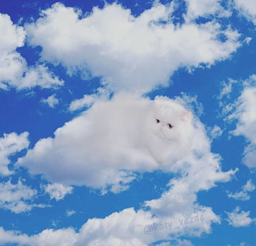 Animals-Photoshopped-Cats-Koty-Vezde