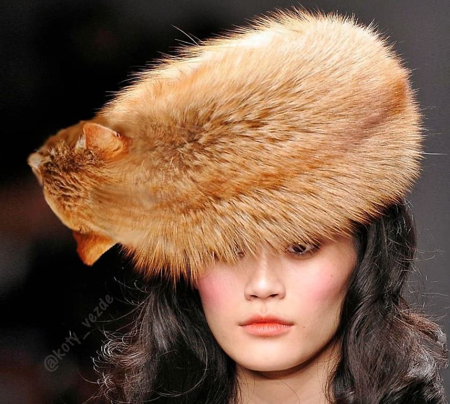 Animals-Photoshopped-Cats-Koty-Vezde