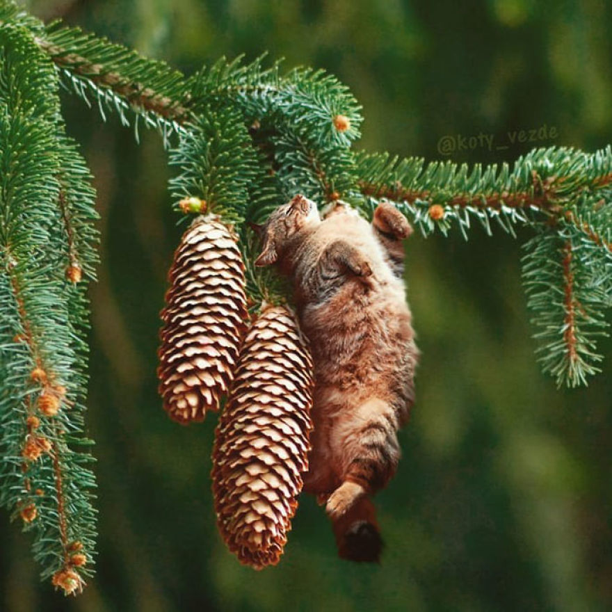 Animals-Photoshopped-Cats-Koty-Vezde