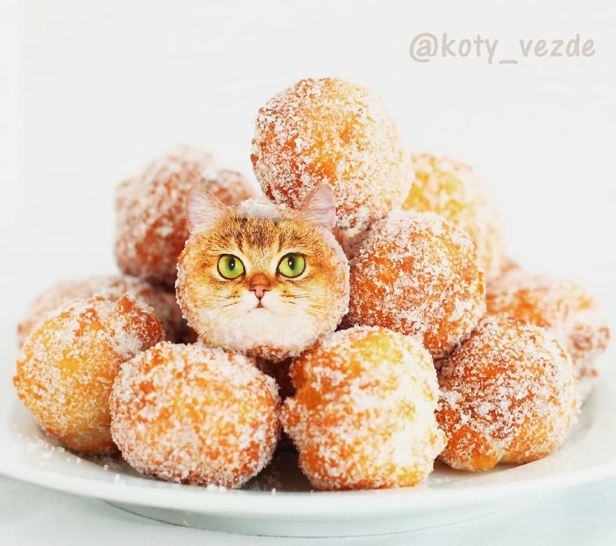 Animals-Photoshopped-Cats-Koty-Vezde