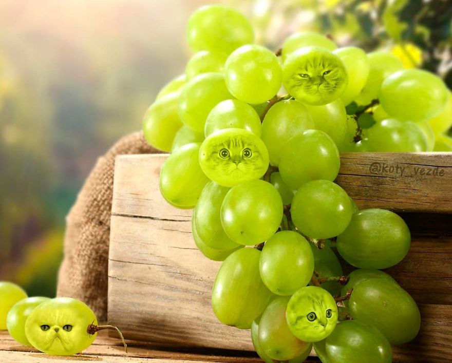 Animals-Photoshopped-Cats-Koty-Vezde