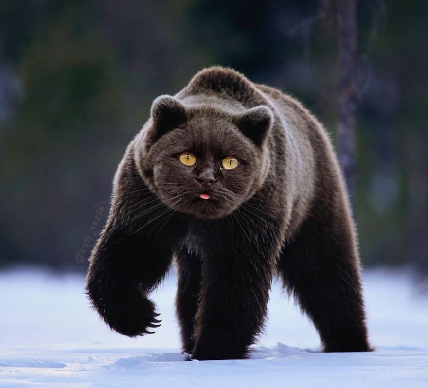 Animals-Photoshopped-Cats-Koty-Vezde