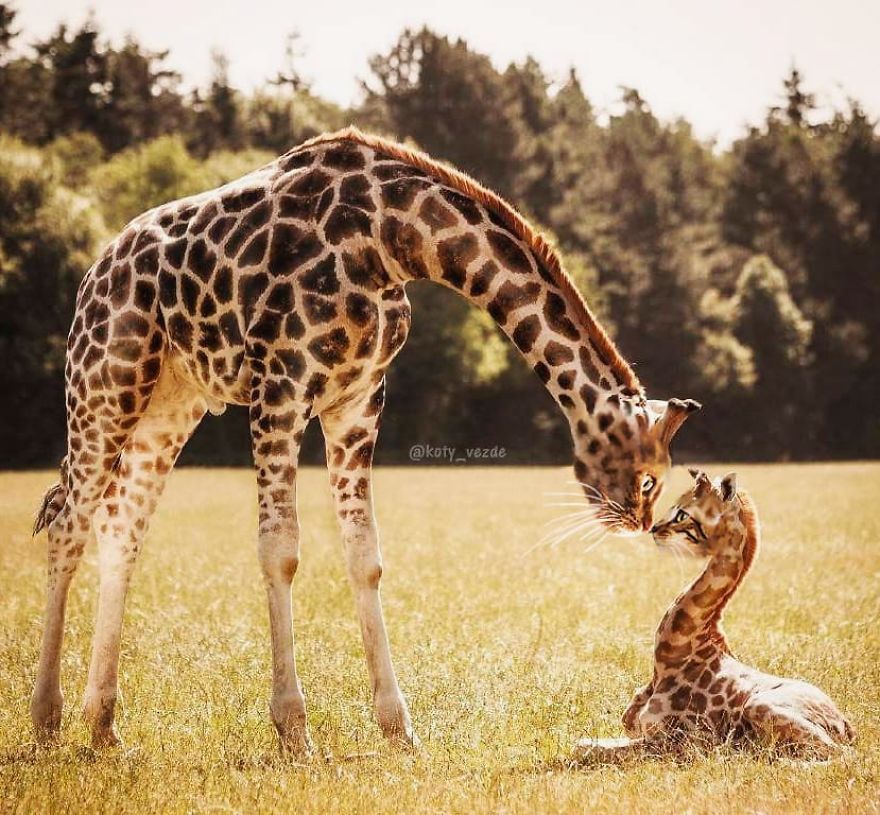 Animals-Photoshopped-Cats-Koty-Vezde