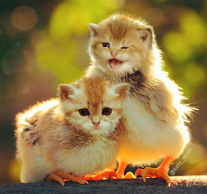 Animals-Photoshopped-Cats-Koty-Vezde
