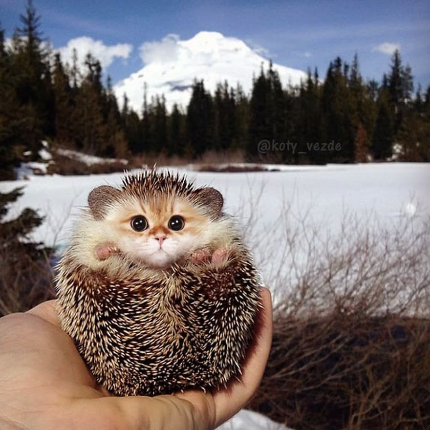 Animals-Photoshopped-Cats-Koty-Vezde