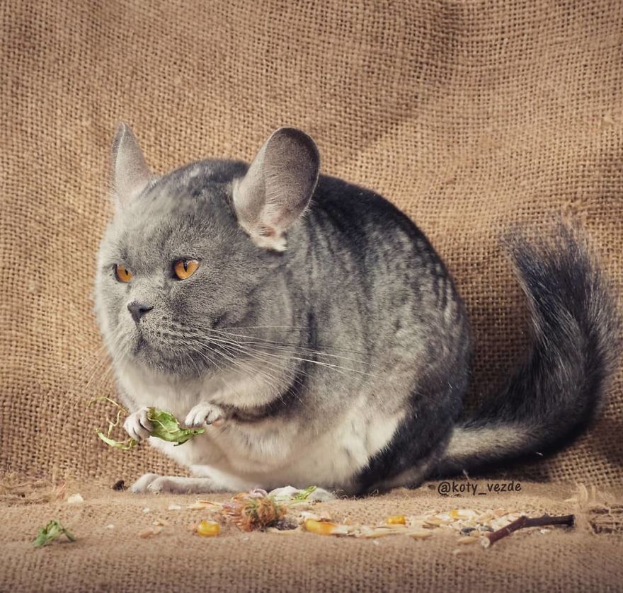 Animals-Photoshopped-Cats-Koty-Vezde