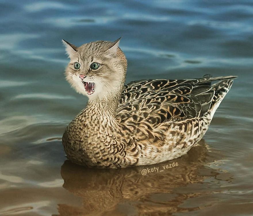 Animals-Photoshopped-Cats-Koty-Vezde