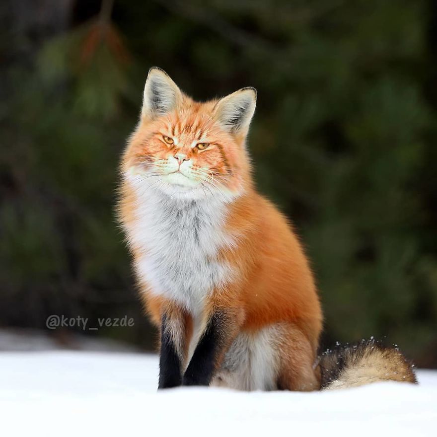 Animals-Photoshopped-Cats-Koty-Vezde