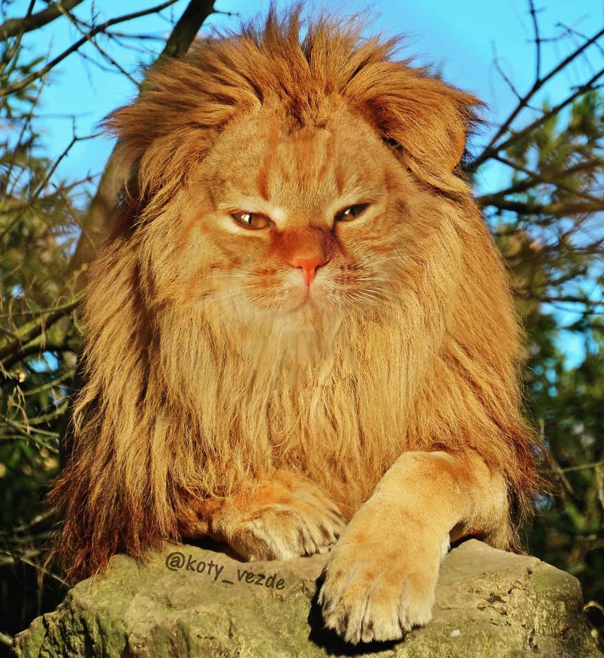 Animals-Photoshopped-Cats-Koty-Vezde