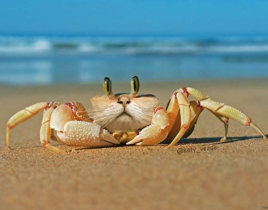 Animals-Photoshopped-Cats-Koty-Vezde