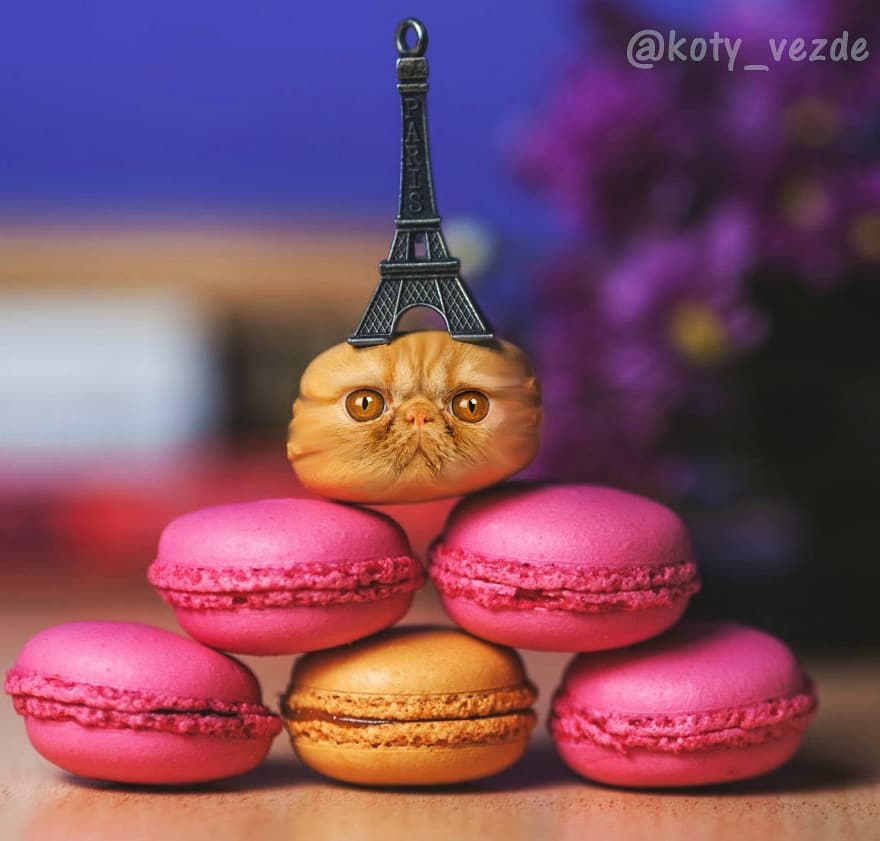 Animals-Photoshopped-Cats-Koty-Vezde