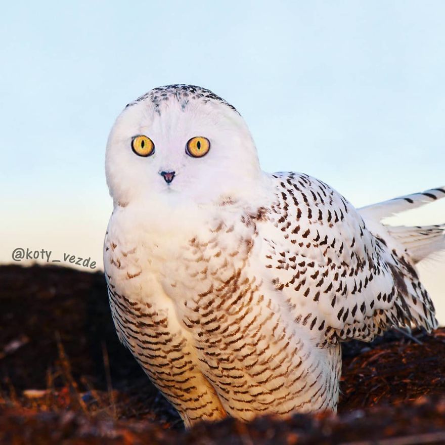 Animals-Photoshopped-Cats-Koty-Vezde