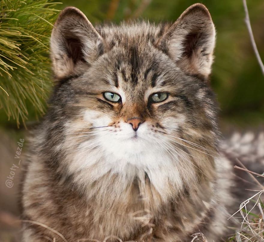 Animals-Photoshopped-Cats-Koty-Vezde