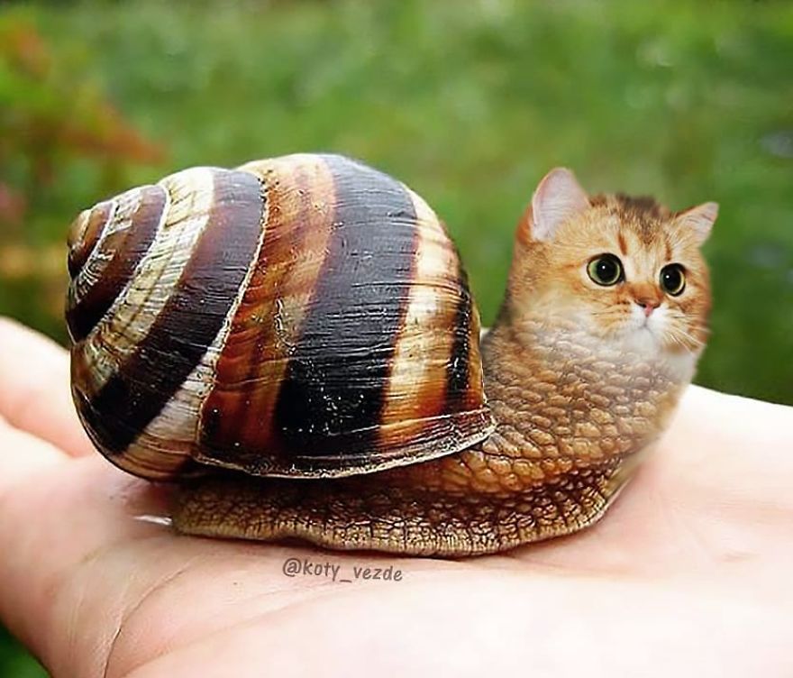 Animals-Photoshopped-Cats-Koty-Vezde