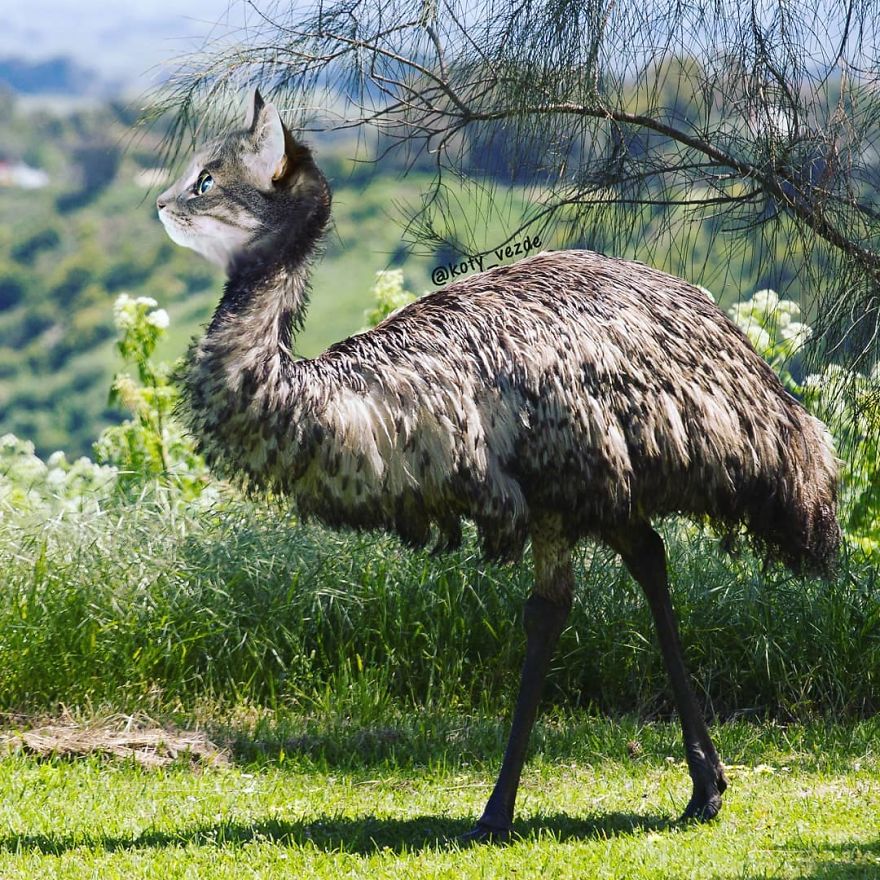 Animals-Photoshopped-Cats-Koty-Vezde