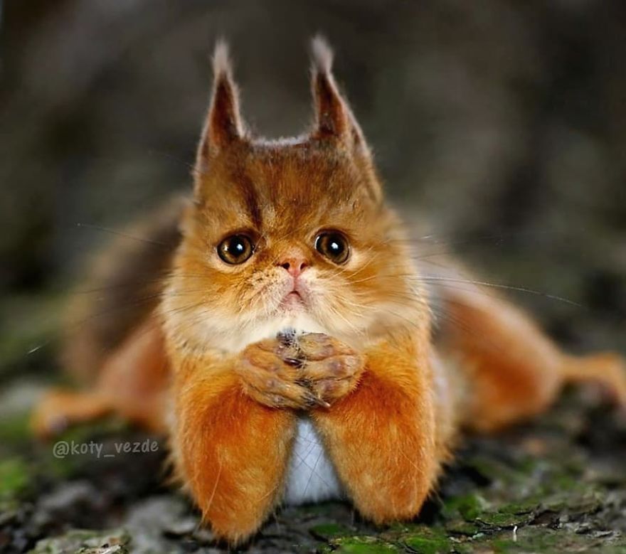 Animals-Photoshopped-Cats-Koty-Vezde