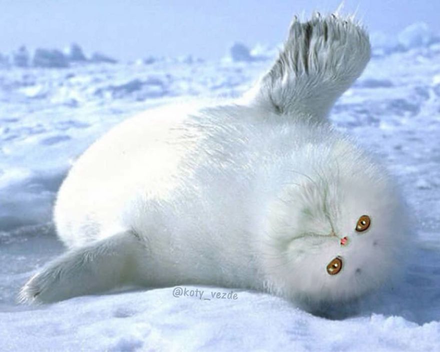 Animals-Photoshopped-Cats-Koty-Vezde