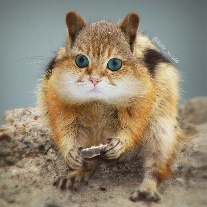 Animals-Photoshopped-Cats-Koty-Vezde