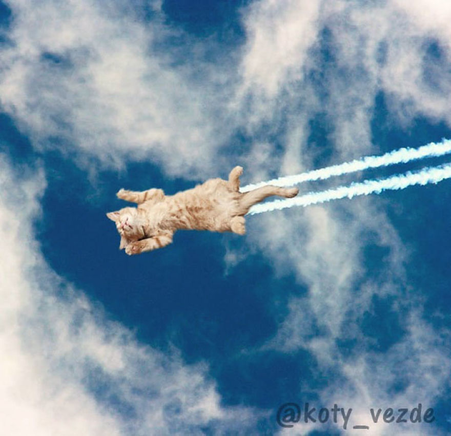 Animals-Photoshopped-Cats-Koty-Vezde