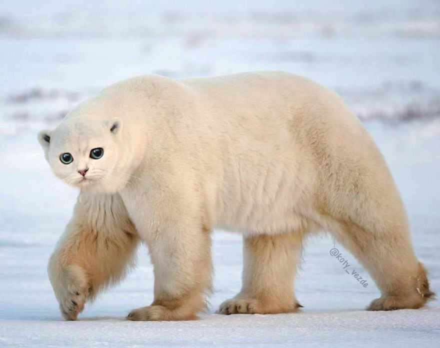Animals-Photoshopped-Cats-Koty-Vezde