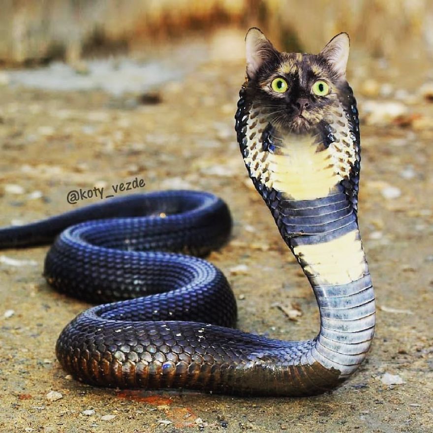 Animals-Photoshopped-Cats-Koty-Vezde