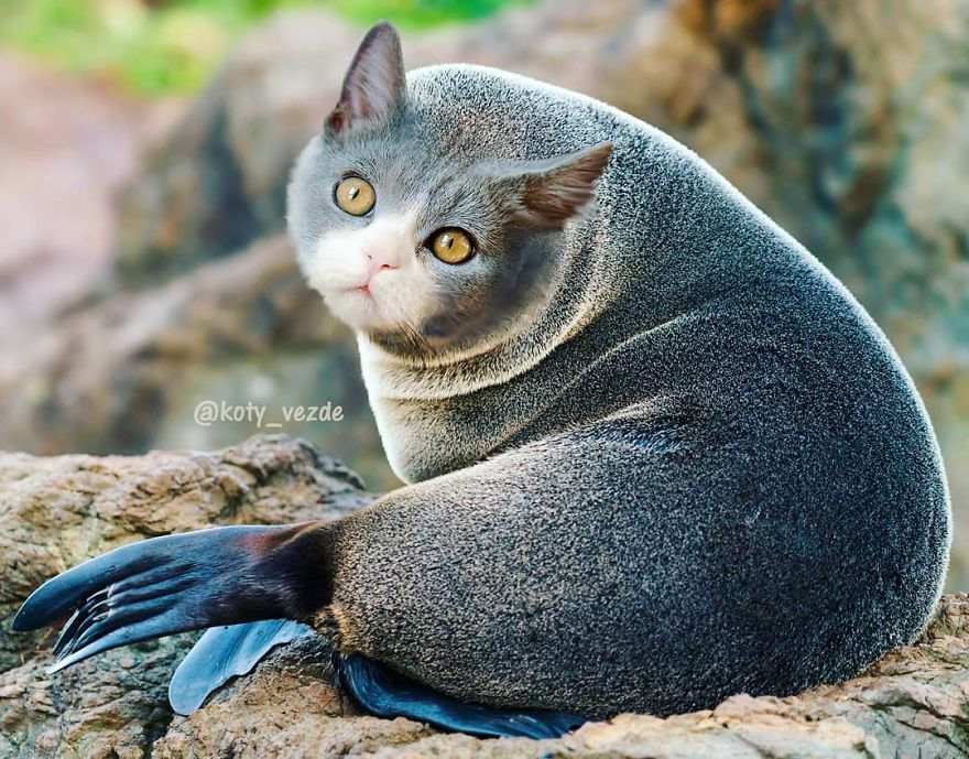 Animals-Photoshopped-Cats-Koty-Vezde