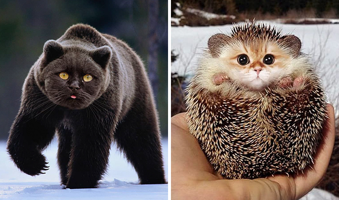 Someone Imagines What Everything Would Look Like If It Had A Cat’s Face And The Result Is Funny Yet Disturbing