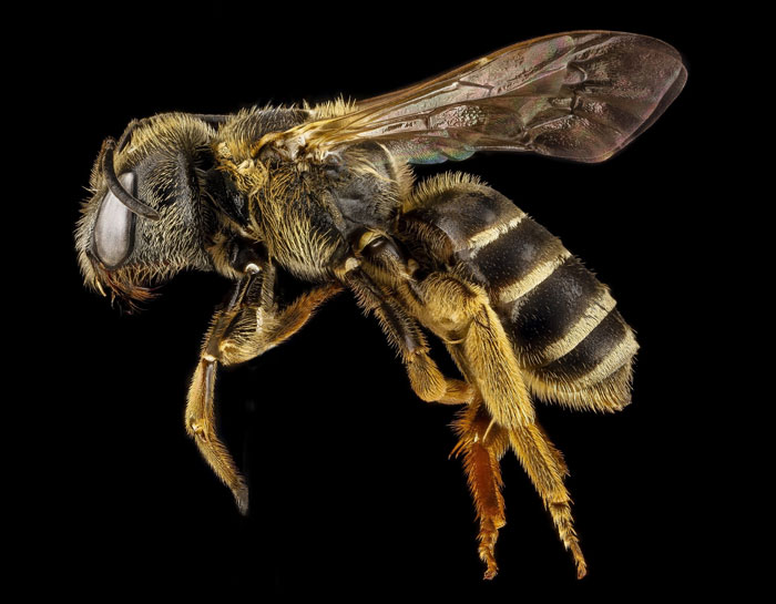 Bees Are Now Officially Declared To Be The Most Important Beings On Earth