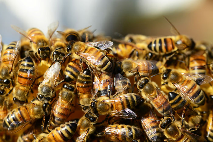 Bees Are Now Officially Declared To Be The Most Important Beings On Earth