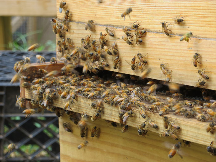 Bees Are Now Officially Declared To Be The Most Important Beings On Earth Bees Are Now Officially Declared To Be The Most Important Beings On Earth